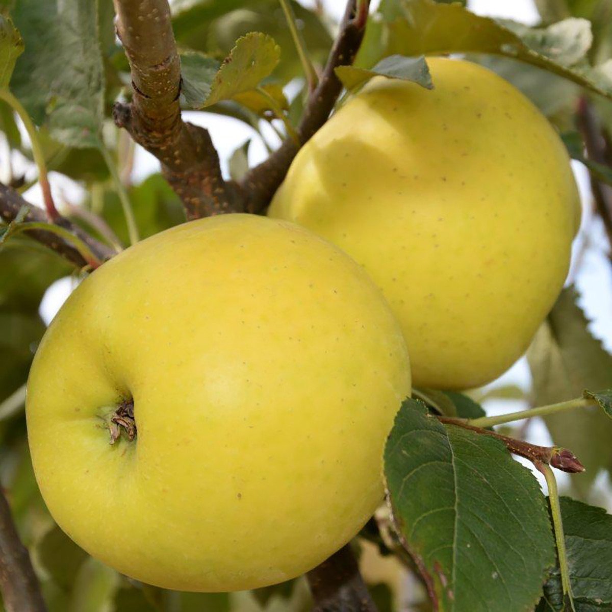 6858729893_sazhentsy-yabloni-luna.jpg Саджанці яблуні "Луна" - Зображення 1