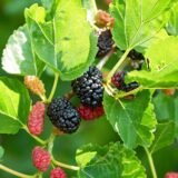 Саджанці чорної шовковиці "Галіція" (щеплена) - Зображення 2