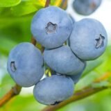 Лохина "Чандлер" (Пізня) (С3)