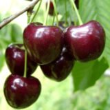 Саджанці черешні "Тіога" (раньоспілий сорт)