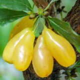 Саджанці кизилу "Янтарний" (щеплений)