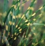 Саджанці міскантусу "Зібрінус" - Зображення 3