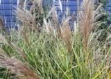 Саджанці міскантусу "Зібрінус" - Зображення 4