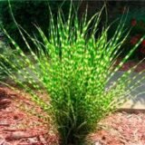 Саджанці міскантусу "Зібрінус" - Зображення 2