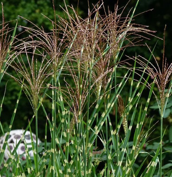 6885770767_sadzhantsi-miskantusu-zibrinus.jpg Саджанці міскантусу "Зібрінус" - Зображення 1