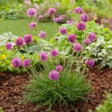 Саджанці армерії "Везувій" - Зображення 2