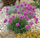 Саджанці армерії "Везувій"