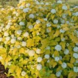 Саджанці пухироплідника калинолистого Diabolo