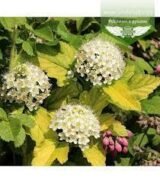 Саджанці пухироплідника калинолистого Diabolo - Зображення 3