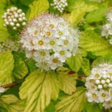 Саджанці пухироплідника калинолистого Diabolo - Зображення 2