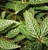 Саджанці форзиції ряболисної "Кумсон" - Зображення 2