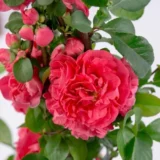 Саджанці Айви япоської (хеномелес) "Pink Storm"