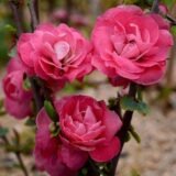 Саджанці Айви япоської (хеномелес) "Pink Storm" - Зображення 2