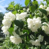 Саджанці жасмину махрового "Вірджинал"