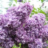 Саджанці бузку махрового "Салават Юлаєв" (щеплений)