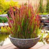 Саджанці Імперати "Red Baron" Р9