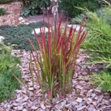 Саджанці Імперати "Red Baron" Р9 - Зображення 3