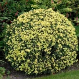 Саджанці вічнозеленого самшиту "Голден Тріумф" (Buxus sempervirens ‘Golden Triumph’)