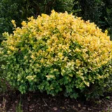 Саджанці вічнозеленого самшиту "Голден Тріумф" (Buxus sempervirens ‘Golden Triumph’) - Зображення 2