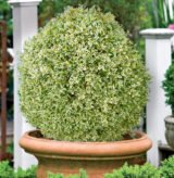 Саджанці вічнозеленого самшиту "Елегантіссіма" (Buxus sempervirens ‘Elegantissima’)