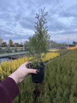 Вічнозелена Туя Смарагд Р9 - Зображення 4