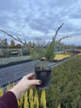 Ялівець горизонтальний "Mint Juleр" Р9 - Зображення 2