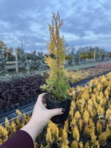 Туя західна ‘Elegantissima’ Р9 - Зображення 2