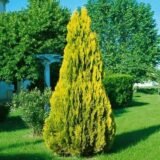 Туя західна ‘Elegantissima’ Р9