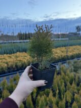 Туя Aure Nana Р9 - Зображення 3