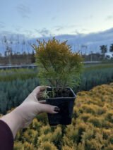 Туя західна Міріам Р9 - Зображення 2