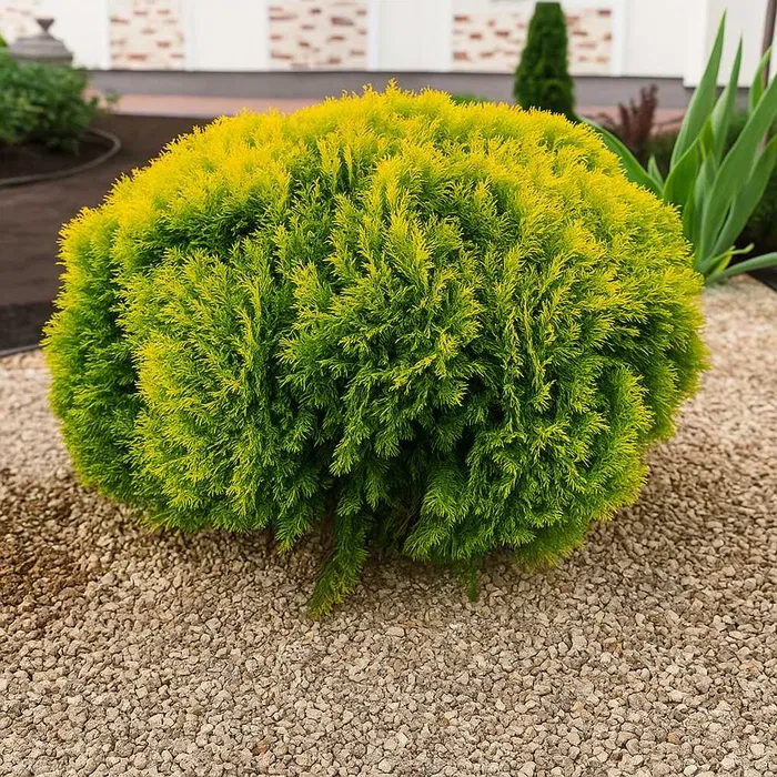 6935277699_tuya-zahidna-miriam.webp Туя західна Міріам Р9 - Зображення 1