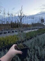 Ялівець (можевельник) скельний Мунглоу Р9 - Зображення 3