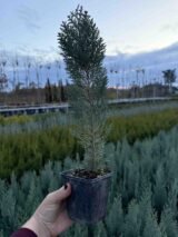 Кипарисовик Лавсона "Алюмі" Р9 - Зображення 2