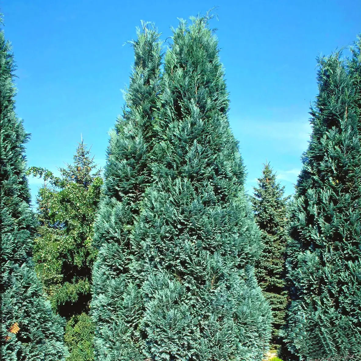 6935403350_kiparisovik-lavsona-alyumi.webp Кипарисовик Лавсона "Алюмі" Р9 - Зображення 1