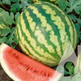 Кавун WA80060 F1, 5 шт (GSN-Semences, Франція) - Зображення 2