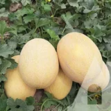 Диня Дакаро F1, 5 шт (Enza Zaden, Нідерланди) - Зображення 2