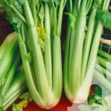 Селера черешкова Юта, 0.5 г (Suba Seeds, Італія) - Зображення 2