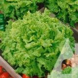 Салат Гранд Рапідс, 1 г (Suba Seeds, Італія) - Зображення 2