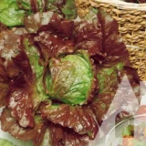 Салат Чотири сезони, 5 г (Suba Seeds, Італія) - Зображення 2