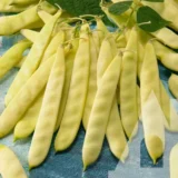 Квасоля спаржева Голдорал, 10 г (GSN-Semences, Франція) - Зображення 2