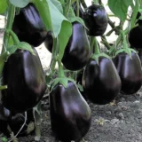 Баклажан Галіне F1, 20 шт (Clause, Франція) - Зображення 2