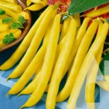 Квасоля спаржева Грегор, 20 г (GSN-Semences, Франція) - Зображення 2