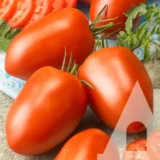 Томат Россол, 0.5 г (GSN-Semences, Франція) - Зображення 2