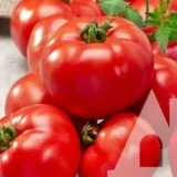 Томат Джокер F1, 10 шт (Hazera, Нідерланди) - Зображення 2