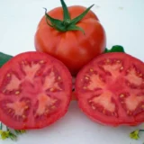 Томат Мейс F1, 10 шт (Yuksel Tohum, Туреччина) - Зображення 2