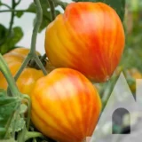 Томат Мадрид F1, 5 шт (Clause, Франція) - Зображення 2