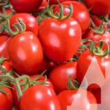 Томат Діно F1, 10 шт (Clause, Франція) - Зображення 2