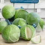 Капуста білоголова Професор F1, 20шт (Syngenta, Нідерланди) - Зображення 2