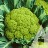 Капуста цвітна Мацерата, 0.5 г (Suba Seeds, Італія) - Зображення 2