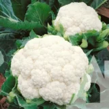 Капуста цвітна Балбоа F1, 10 шт (Bejo Zaden, Нідерланди) - Зображення 2